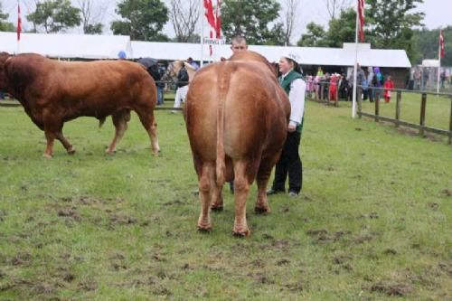 Stemningsbilleder - Første tyr på banen - Lindegård Tristar på 6½ år fra Per Lindegård. Tyren fik 23 point