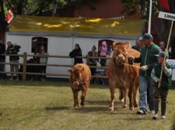 Stemningsbilleder - Lars og Nicki havde ko med kalv med i den store ring til åbningen af dyrskuet