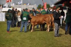 Stemningsbilleder - De første Limousiner er ved at være klar til bedømmelse på Roskilde Dyrskue 2009