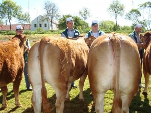 Stemningsbilleder - Kvier 24-27 mdr. Fløj Skovlund Comtesse 23 point og ærespræmie fra Skovlund Limousine