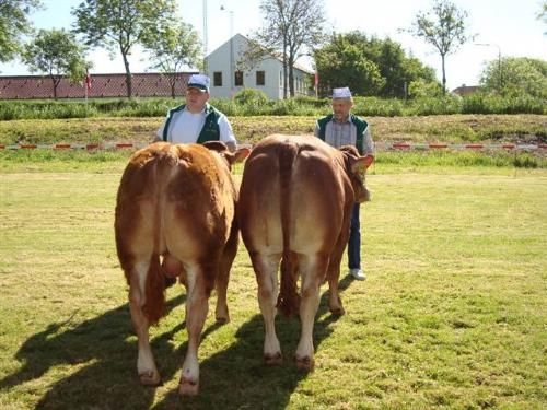 Stemningsbilleder - 2 fløjtyre. Fra venstre: Tyre 8-10 mdr. Granly Disco fra Granly Limousine 23 point og ærespræmie. Tyre 12-14 mdr. Kalkenbjerg Polled Domingo 22 point fra Jes Søgård Jørgensen.