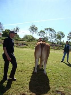 Stemningsbilleder - Køer over 4 år uden kalv. Fløj Skovlund Troya 23 point fra Skovlund Limousine