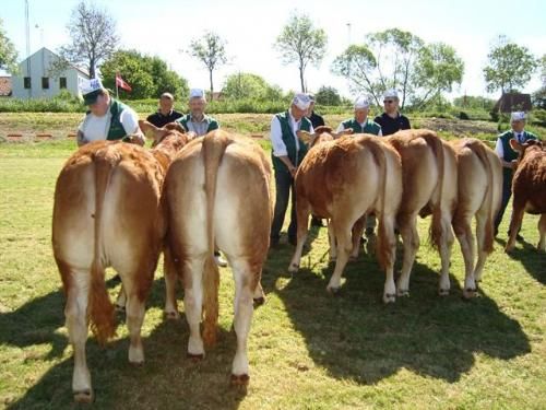 Stemningsbilleder - Kvier 12-15 mdr. Fløj Granly Daisy 23 point, ærespræmie og Interbreedvinder og Bedste Kvie fra Granly Limousine