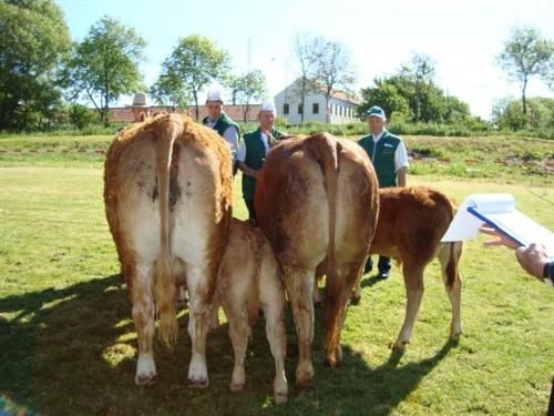 Stemningsbilleder - Køer over 4 år med kalv. Fløj Skovlund Saroy 24 point, ærespræmie og Interbreedvinder, Bedste Ko fra Skovlund Limousine.