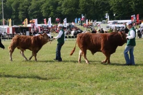 Stemningsbilleder - Næste hold tyre i ringen. Skuet talte i år kun 34 kødkvæg heraf var de 13 Limousiner. Resten kødkvæg var fordelt således: 6 Simmentaler - 6 Dexter - 4 Korthorn - 3 Hereford - 2 Skotsk Højland