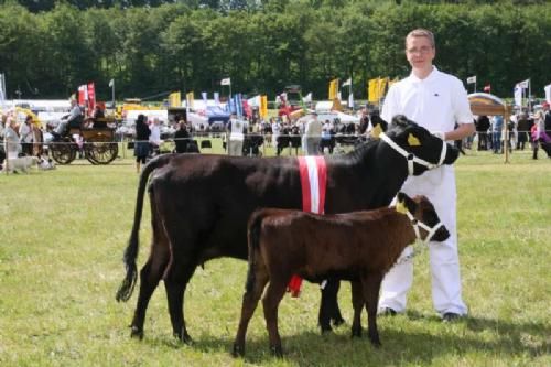 Stemningsbilleder - Bedste Hundyr på Gl. Estrup: En dexterko med kviekalv fra Kjærgaards Simmental og Dexter