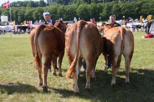 Stemningsbilleder - Hold med tre kvier, som var ret forskellige i alder. Men alderen til trods vandt den yngste i holdet, Birkely Dormeuse efter Vittel fra Jacob Ravn. Kvien på 16 måneder fik 23 point og ærespræmie