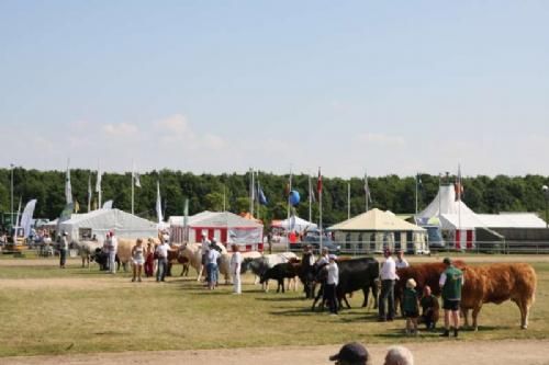 Stemningsbilleder 4 - Næste dag til Interbreed. Her med alle de bedste hundyr. Vinder blev en Blonde DAquitaine ko