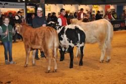 Stemningsbilleder & konkurrencer fredag - Kamp om at blive bedste hundyr – Simmental løb med sejren