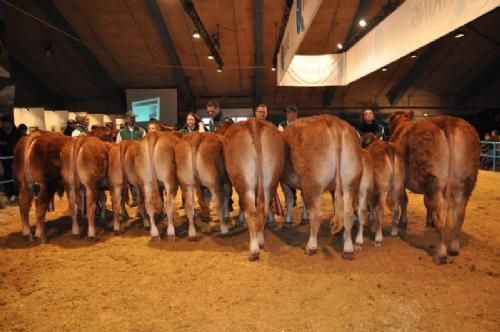 Stemningsbilleder & konkurrencer fredag - Limousinerne klar til at modtage ærespræmier (bedste ældre tyr mangler i rækken)