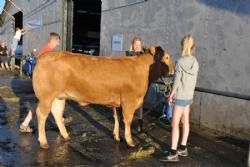 Stemningsbilleder - Aftenbadning for enden af limousinestalden