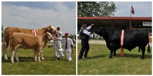 Stemningsbilleder - Interbreed for hundyr blev vundet af Simmentaler – Interbreed for handyr blev vundet af Angus