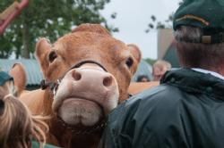 Stemningsbilleder - Overbærenhed og tålmodighed udstråler denne trænede ko