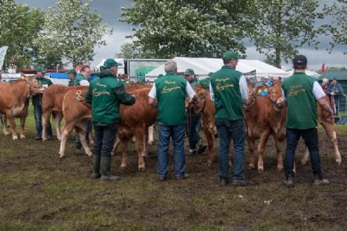 Stemningsbilleder - Lettere kaotisk ærespræmiekonkurrence – mange dyr på lidt plads, og kun en halv time til hele bedømmelsen. Se vinderdyrene i et særskilt galleri.