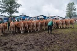 Stemningsbilleder - Ærespræmiekonkurrence i en meget mudret bedømmelsesring 