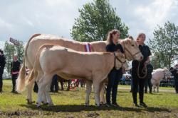 Stemningsbilleder - Denne flotte Blonde Aquitaine ko vandt Interbreed for hundyr