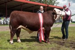 Stemningsbilleder - Denne unge Hereford tyr vandt Interbreed for handyr 