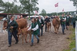 Stemningsbilleder - Og trafik tilbage til staldene efter endt bedømmelse