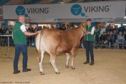 Stemningsbilleder - Katalog nr. 1, var kvien Birkely Lisette, som blev solgt for 18.000,-