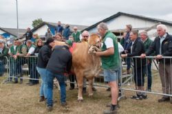 Stemningsbilleder - Bånd lægges på bedste yngre ko  