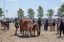 Stemningsbilleder - Interbreed i stegende hede på en knastør græsplæne 