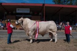 Stemningsbilleder - Tillykke til Charolais, som vandt interbreed for tyrene 