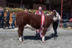 Stemningsbilleder - Tillykke til Hereford, som vandt interbreed for hundyr 