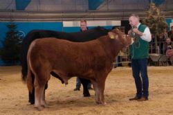 Stemningsbilleder - Interbreed for handyr – limousine og angus stod tilbage til sidst