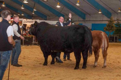 Stemningsbilleder - Interbreed for handyr – den som hånden rammer (Angus) vandt konkurrencen