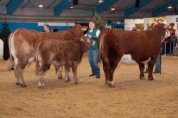 Stemningsbilleder - Interbreed for hundyr – limousine og Hereford stod tilbage til sidst