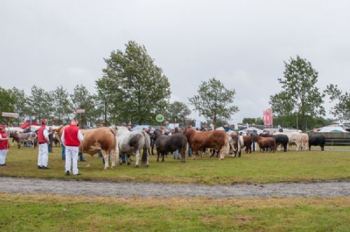 Stemningsbilleder - Tid for Interbreed, hvor først den bedste kødkvægstyr skal findes blandt de udstillede racer  