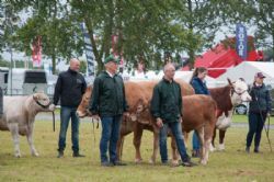 Stemningsbilleder - Mens Interbreed for tyrene er i gang, står hundyrene pænt og venter  