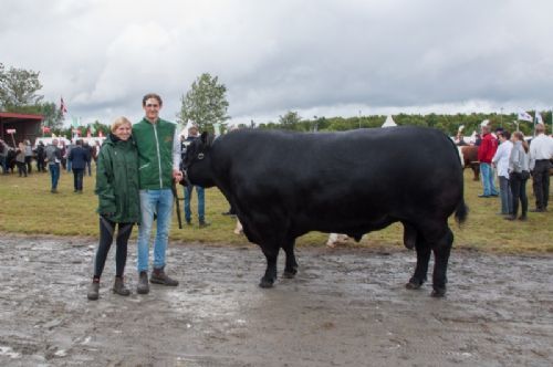 Stemningsbilleder - Men hov – hvad har vi her?? Er det en sort limousine?? Nej, det er en Angus-tyr, der bliver ”passet” af hjælpsomme limousinefolk  