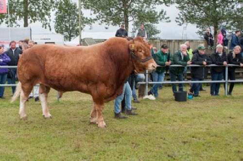 Stemningsbilleder - Mens Interbreed for hundyr løb af stablen, stod den nyslåede tyrevinder pænt på sidelinjen og fulgte slagets gang