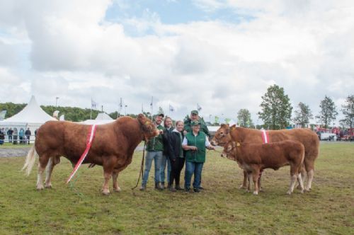 Stemningsbilleder - Limousineracen triumferede Landsskuet 2019 ved at vinder Interbreed både for handyr og for hundyr  