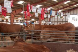 Stemningsbilleder - Stemningsbillede fra stalden mod slutningen af Landsskuet 2019 