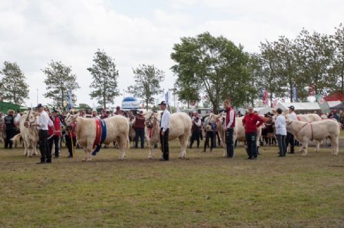 Stemningsbilleder - ”C” for charolais – ”de hvide” er nu også kønne