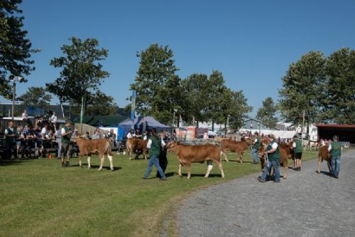 Stemningsbilleder - Derefter kvierne efter alder. Der var syv i holdet fra 6-8 måneder. Det gælder også for hundyrene, at alle dyrene kan ses pænt på række i galleriet ”bedømmelse”.