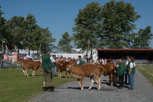 Stemningsbilleder - Flere af de små kalve var både udstillet solo og sammen med deres mødre. Måske var det derfor, at de var lidt urolige og at tissetrangen kom over flere af dem.  