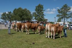 Stemningsbilleder - Her bedømmelsen af køer 3-5 år med kalv