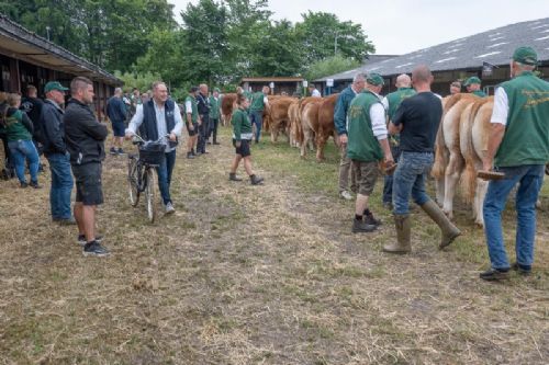 Stemningsbilleder - Folk begynder at stimle sammen for at se afkom efter: Bresil, Engy, Hermes, Import, Jensius, Jipsy og Oulala