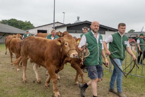 Stemningsbilleder - Fredagen handlede dernæst om at finde de allerbedste blandt de bedste limousiner.  Her er tyrene på vej til kødkvægsringen.