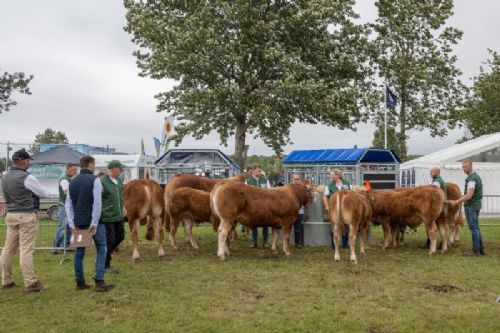 Stemningsbilleder - Dommeren tog et indledende kig på tyrene inden de blev sat i bevægelse i ringen