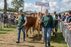 Stemningsbilleder - Limousinerne på vej til Interbreed i den store ring