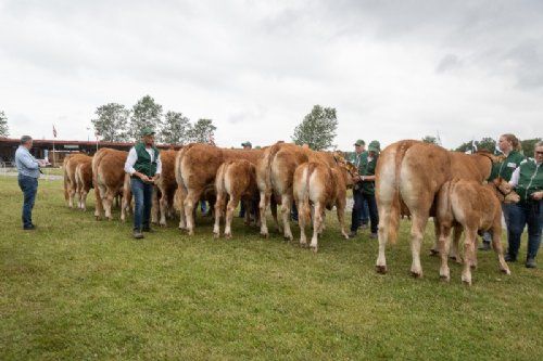 Stemningsbilleder - Bedømmelse af køer med kalv er en stor opgave. Der var 7 køer i holdet af køer 3 - 5 år.