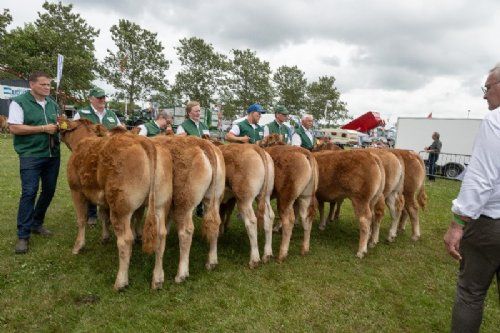 Stemningsbilleder - Over middag var scenen den lille kødkvægsring. Først bedømmelse af de små kvier. Dette er holdet af kvier fra 6-8 måneder mens bedømmelsen pågår, dvs. endelige placering ikke afgjort da billedet blev taget.