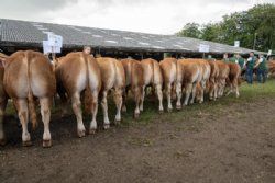 Stemningsbilleder - Afkom efter Loustic var antalsmæssigt den største gruppe med 14 dyr.