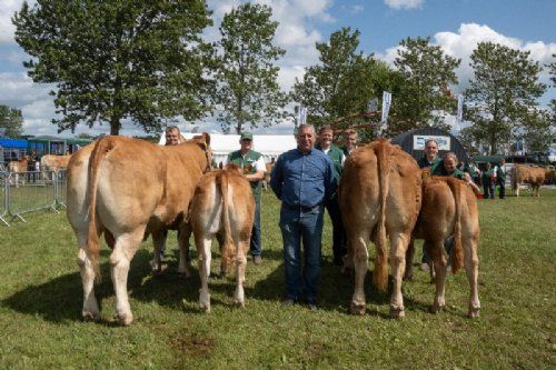 Stemningsbilleder - Foto fra ko-konkurrencen, hvor bedste yngre ko ses til venstre og bedste ældre ko ses til højre