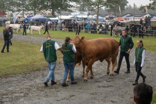 Stemningsbilleder - Lørdag var der interbreed i den store ring – i regnvejr. Her bedste limousine hundyr ude at gå.