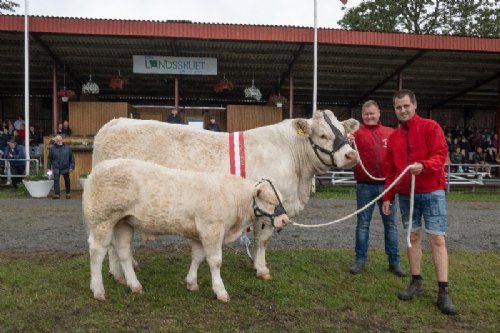 Stemningsbilleder - Vinderen indenfor hundyrene blev Charolais, efterfulgt Simmental på andenpladsen og Limousine på tredjepladsen